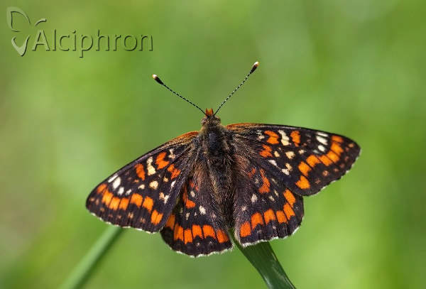 Euphydryas maturna