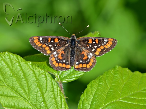 Euphydryas maturna