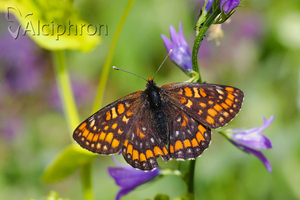 Euphydryas maturna