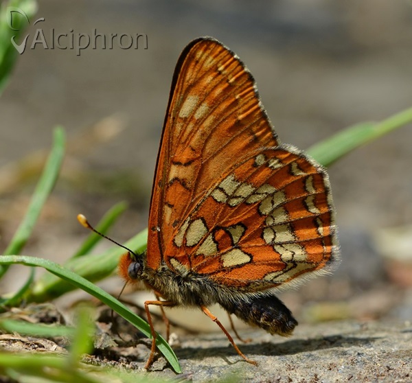 Euphydryas maturna