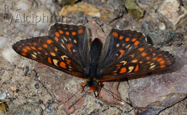 Euphydryas maturna