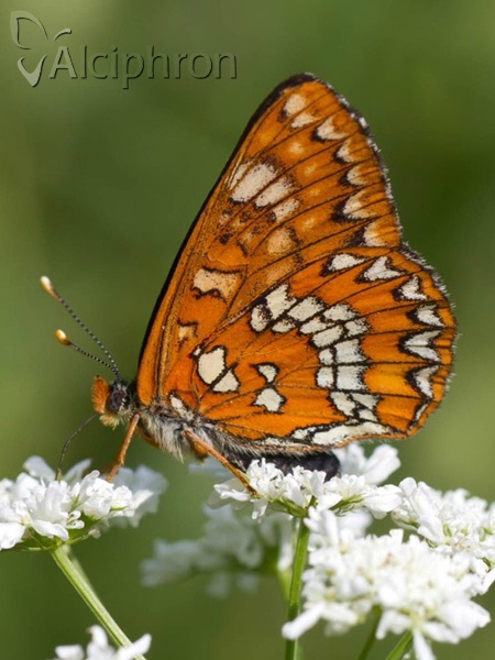 Euphydryas maturna