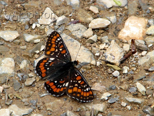 Euphydryas maturna