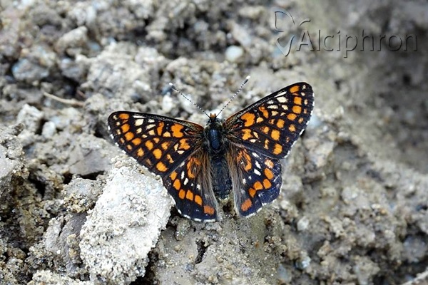 Euphydryas maturna