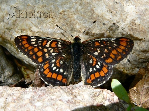Euphydryas maturna