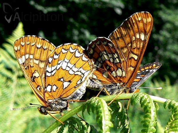 Euphydryas maturna