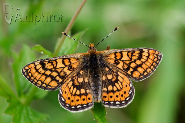 Euphydryas aurinia