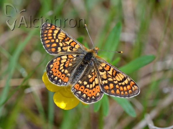 Euphydryas aurinia