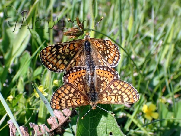 Euphydryas aurinia