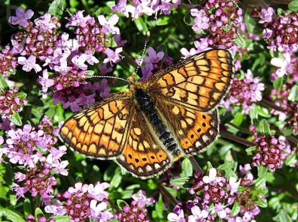 Euphydryas aurinia