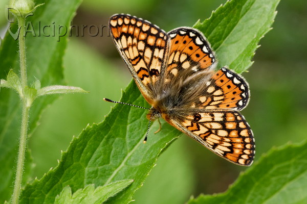 Euphydryas aurinia