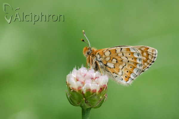 Euphydryas aurinia