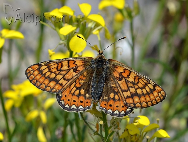 Euphydryas aurinia