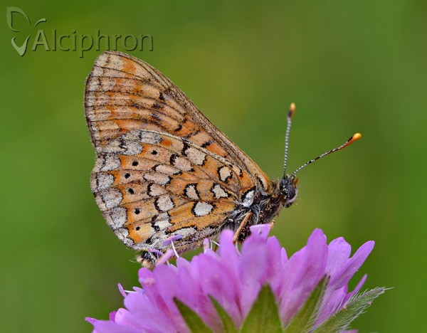 Euphydryas aurinia