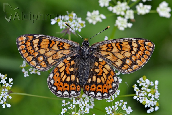 Euphydryas aurinia
