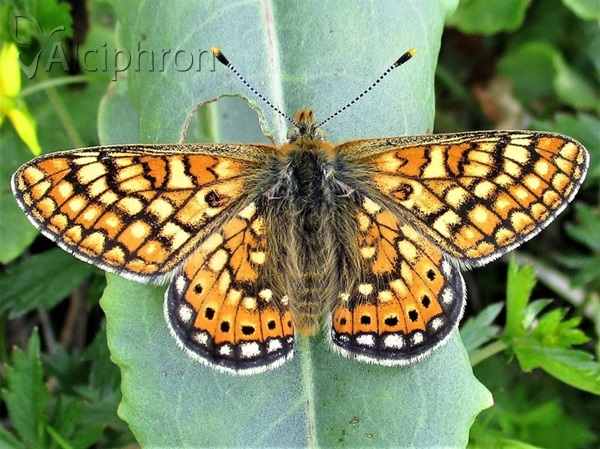 Euphydryas aurinia