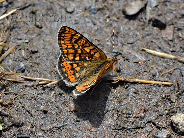Euphydryas aurinia