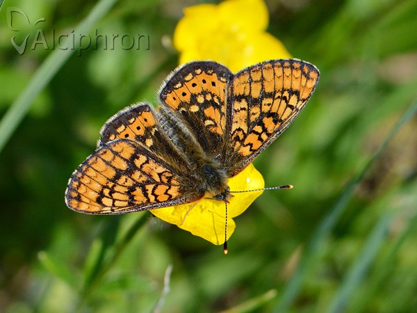 Euphydryas aurinia
