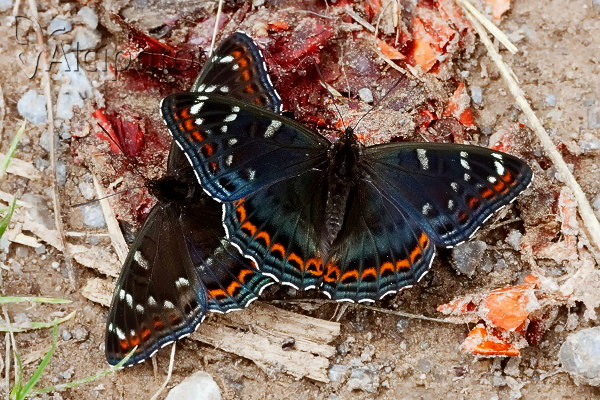 Limenitis populi