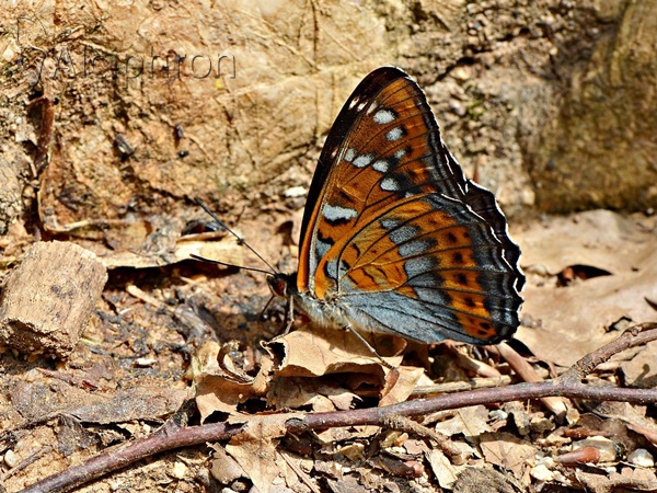 Limenitis populi