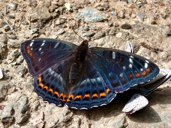 Limenitis populi