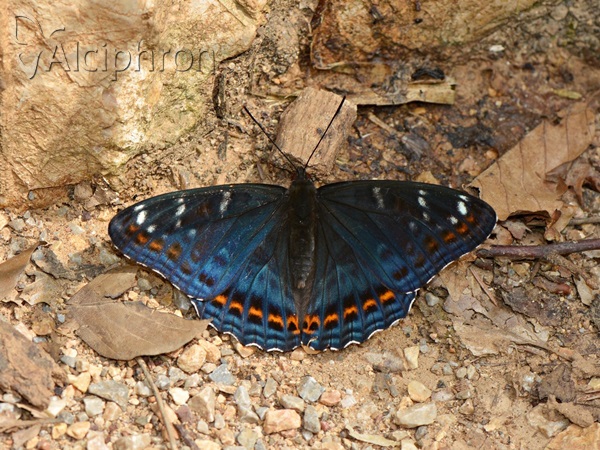 Limenitis populi