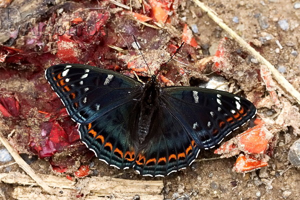 Limenitis populi