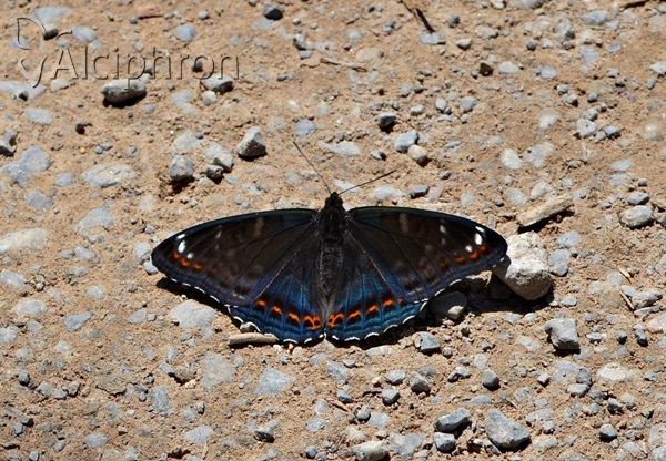 Limenitis populi