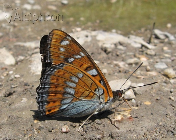 Limenitis populi