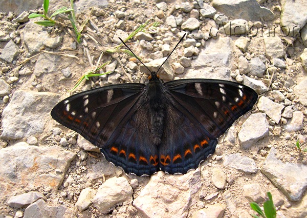 Limenitis populi