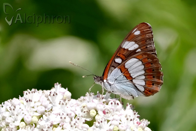 Limenitis reducta