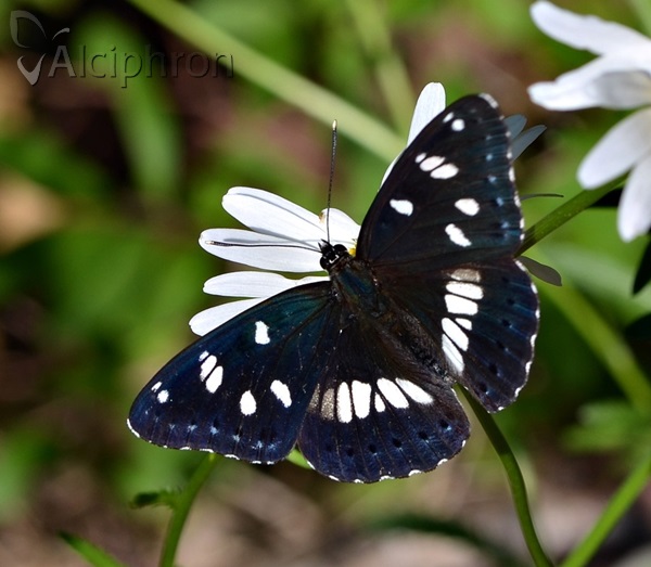 Limenitis reducta