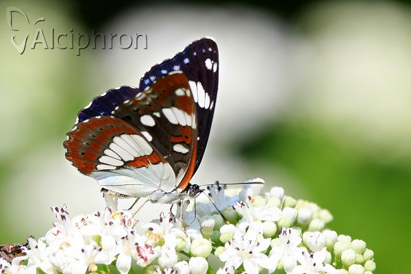Limenitis reducta