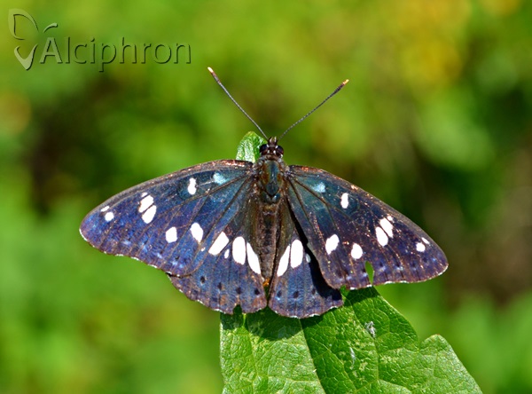 Limenitis reducta