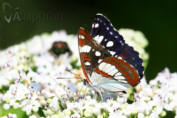 Limenitis reducta