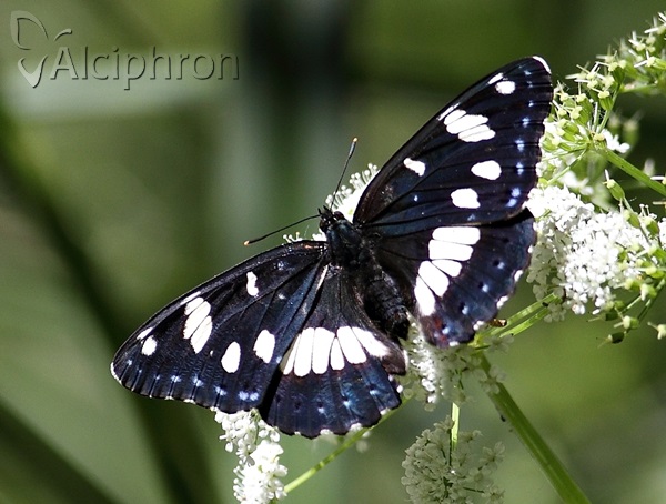 Limenitis reducta