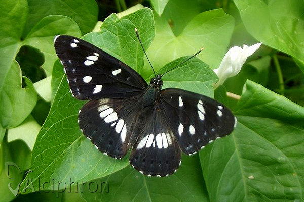 Limenitis reducta