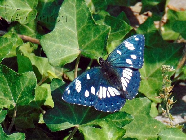 Limenitis reducta