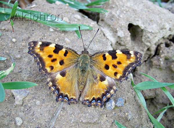 Nymphalis polychloros