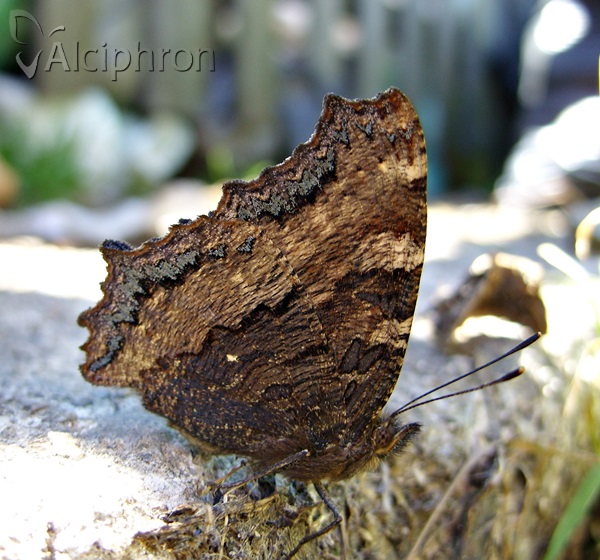 Nymphalis polychloros