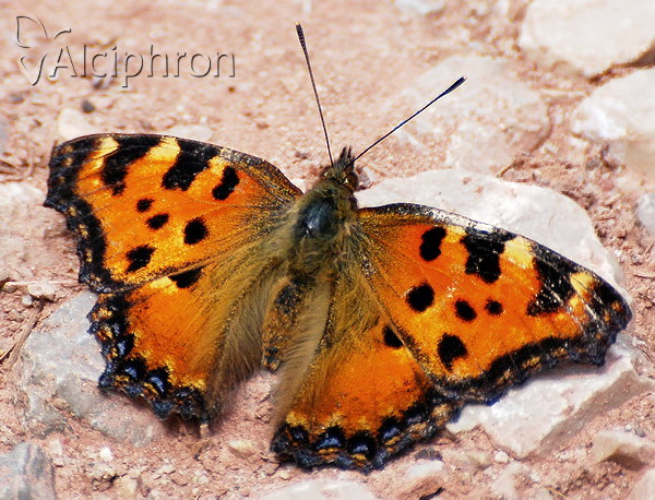 Nymphalis polychloros