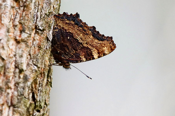 Nymphalis polychloros