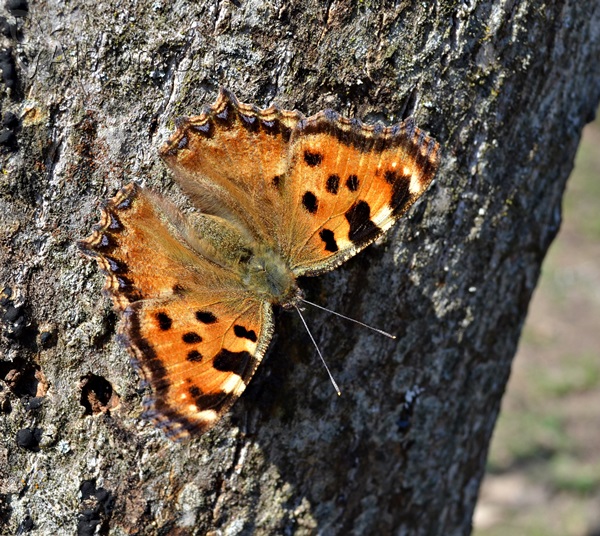 Nymphalis polychloros