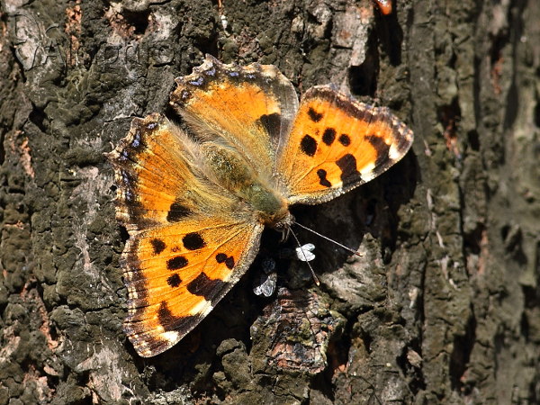 Nymphalis polychloros