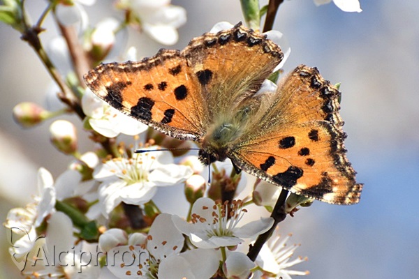Nymphalis polychloros