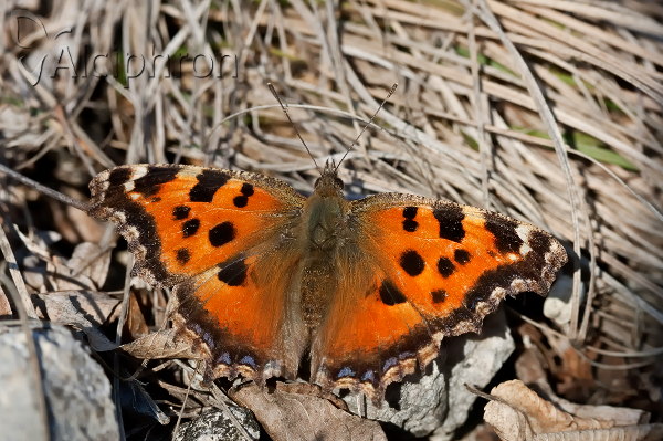 Nymphalis xanthomelas
