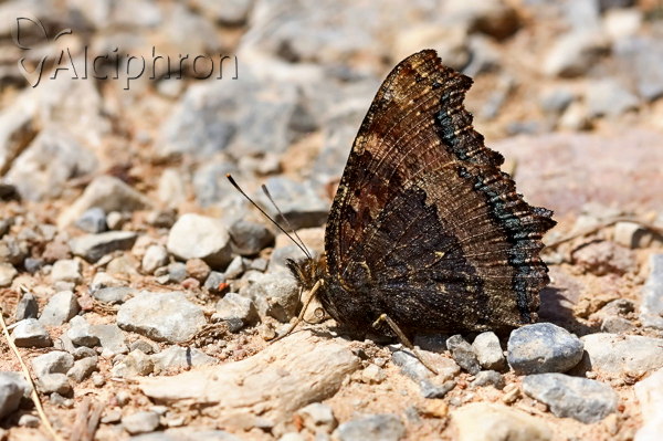 Nymphalis xanthomelas