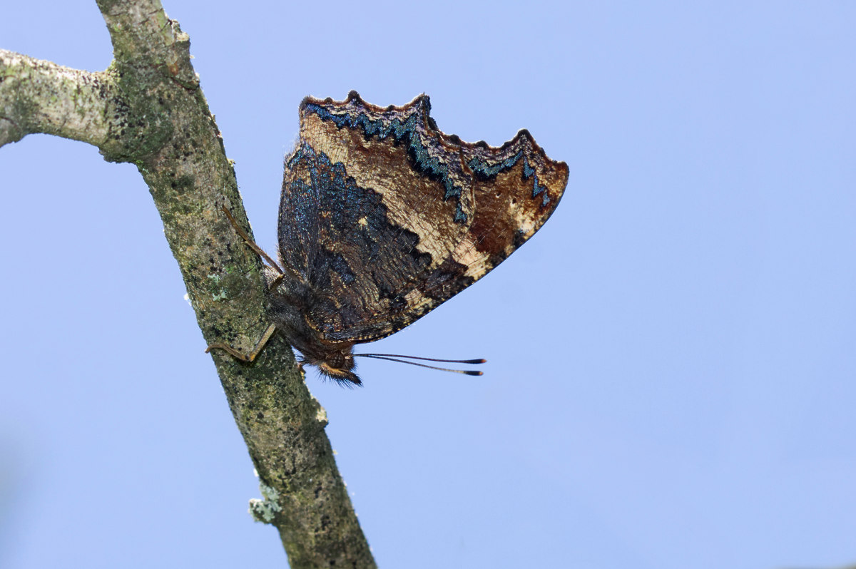 Nymphalis xanthomelas