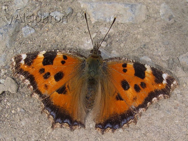 Nymphalis xanthomelas