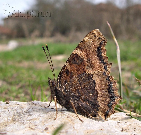 Nymphalis xanthomelas
